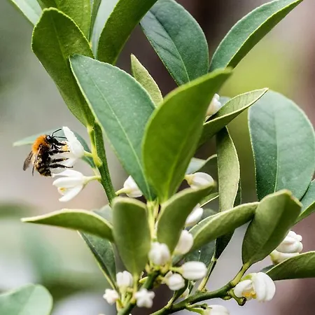 Apartmanhotel Casa Rosa 4*